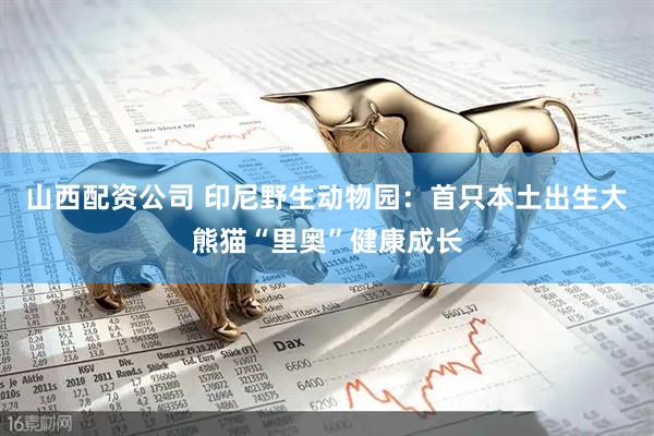 山西配资公司 印尼野生动物园：首只本土出生大熊猫“里奥”健康成长